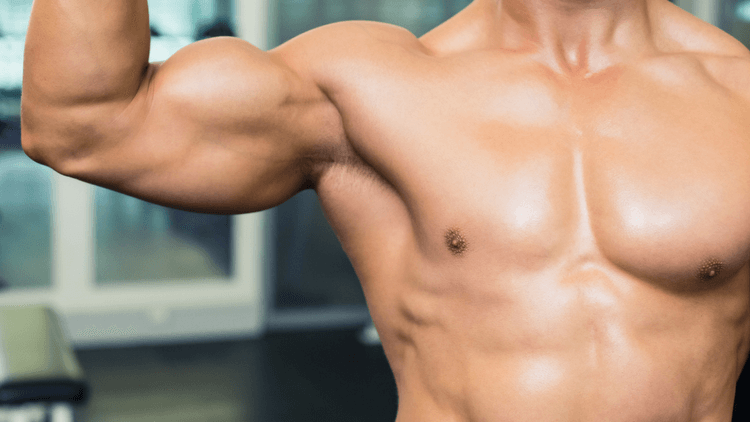 Muscle definition for beginners