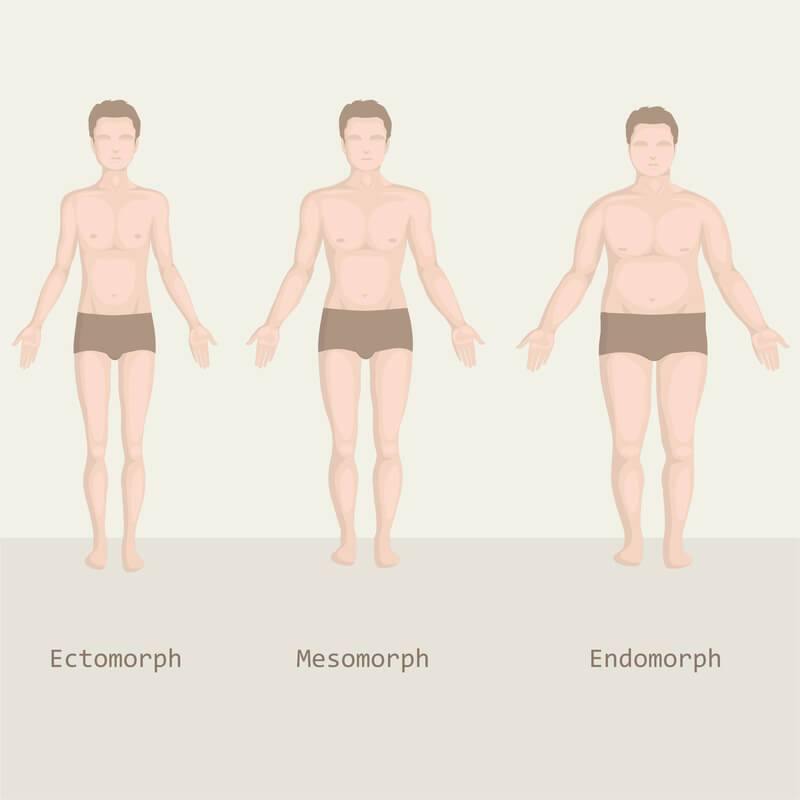 Ectomorph, Mesomorph and Endomorph body types